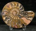 Split Black/Orange Ammonite Pair - Unusual Coloration #13177-2